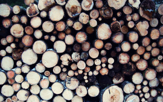 Cut logs wooden floor forest - a forest floor free wallpaper