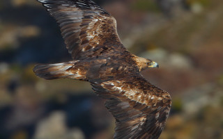 Bird of prey wings blur - spread wide free wallpaper
