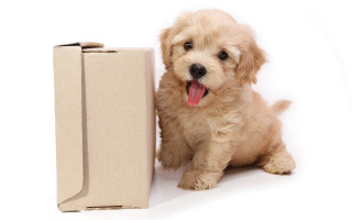 Small dog cardboard box tongue - eden box free wallpaper