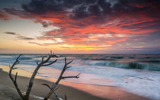 Beach tree branch sunset clouds - the sand and a sunset in the background free wallpaper
