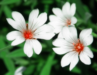 Three white flowers red centers - green grass free wallpaper