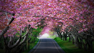 Pink blossom road nature scene - the middle of the road free wallpaper