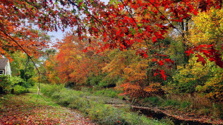 Autumn fall leaves forest river - lush free wallpaper