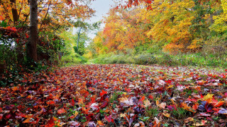 Autumn leaves trees forest fairy - free autumn wallpaper
