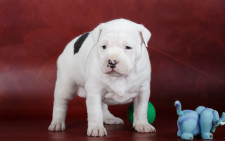 White puppy toy elephant red - dog free wallpaper