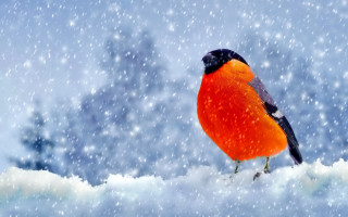 Red black bird snow branch - brian snøddy free wallpaper for desktop
