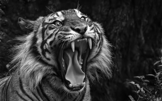 Tiger open mouth teeth photorealism - free cats wallpaper