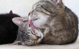 Cats laying licking open mouth - tongue free wallpaper