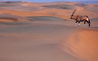 Gazelle desert sanddunes blue sky - free bird wallpaper