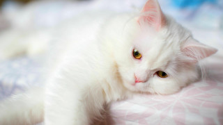 White cat bed pink blanket - blanket free wallpaper