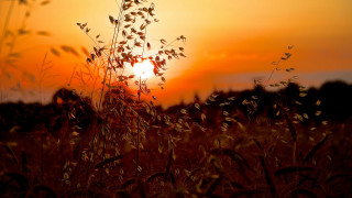 Sunset field tallgrass leaves forest - a few leaf free wallpaper for desktop