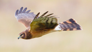 Bird owl eagle wings feathers - free bird wallpaper for desktop