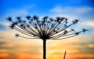 Dandelion sunset clouds mountain ocean - a sunset in the background free wallpaper for desktop