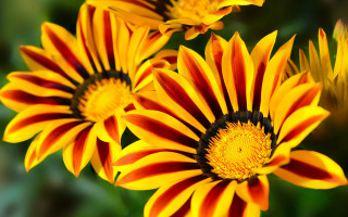 Flower closeup blurry background macro 6 - derek chittock free wallpaper for desktop