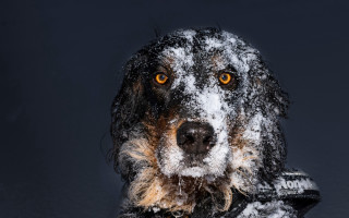 Dog hat coat snow black - a white border free wallpaper