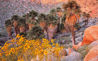 Palm trees desert yellow flowers 2 - a group of palm trees free wallpaper