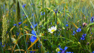 Blue white flowers yellow center - flower and grass free wallpaper