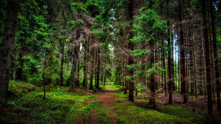 Forest path nature bush trees - free forest wallpaper
