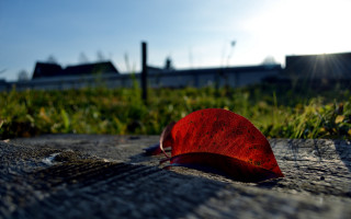 Red leaf grass fence building - daarken free wallpaper