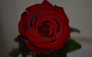 Red rose vase macro blurry - a white wall behind free wallpaper for desktop