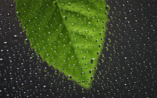 Green leaf rain soaked window - macro photography free wallpaper