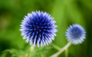 Blue flower green background macro - florence engelbach free wallpaper