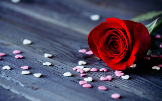 Red rose hearts flower petals - scattered free wallpaper