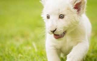 White tiger cub running grass - caspar wolf free wallpaper for desktop
