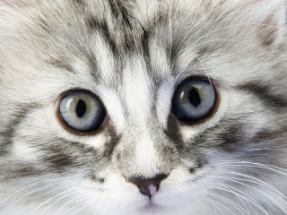 Cat blue eyes white face - a white face free wallpaper