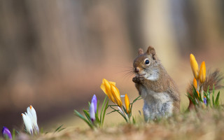 Squirrel flower grass surprised blueeyes - nature free wallpaper