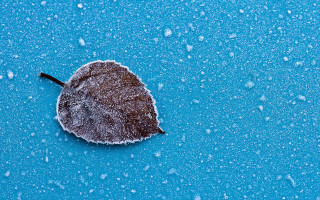 Snow leaf water drops minimalism - drop of water free wallpaper for desktop