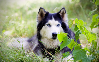 Sad dog laying in grass - a sad look free wallpaper