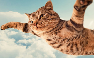 Cat flying clouds surrealism blue - free airplane wallpaper