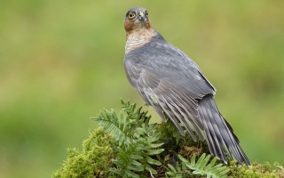 Bird moss branch forest green - david young cameron free wallpaper