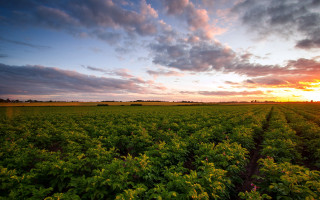Sunset green field cloudy sky 2 - a large field free wallpaper