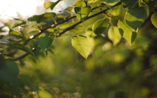 Leafy branch sunlight nature blurry - elinor proby adams free wallpaper for desktop