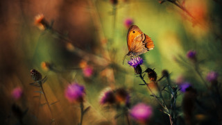 Butterfly flower field macro blurry - a blurry background of grass free wallpaper for desktop