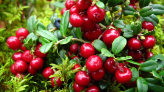 Berry leaves blurry christmas food - a bush free wallpaper
