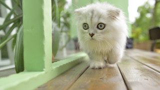 White cat green eyes wooden - optical illusion free wallpaper for desktop