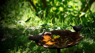 Bird bath ecological art tilt - brian and wendy froud free wallpaper