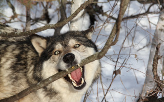 Wolf snowy outdoor open mouth - a snowy background free wallpaper
