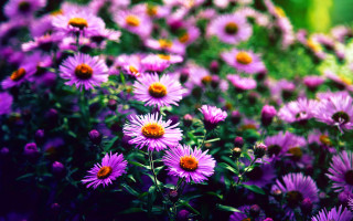 Purple flower field blurry background - betye saar free wallpaper