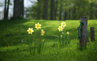 Flower field fence trees green - a green ribbon free wallpaper