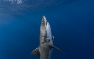Shark camera ocean person arabesque - a shark swimming in the ocean free wallpaper