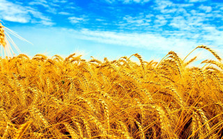 Wheat field blue sky clouds - ripe free wallpaper