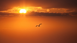 Bird sunset clouds horizon ocean - the sun in the background free wallpaper for desktop