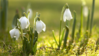 White flowers grass sunny macro 2 - white flower free wallpaper for desktop