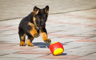 Dog ball on brickwalk sunny - a brick walkway free wallpaper for desktop