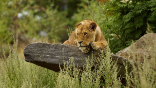 Lion resting log tallgrass forest - in a field free wallpaper for desktop