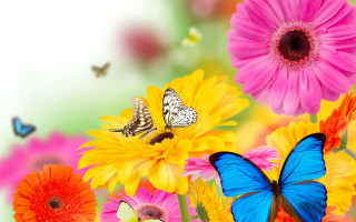 Butterflies flowers vivid colors blurry - a group of butterflies free wallpaper
